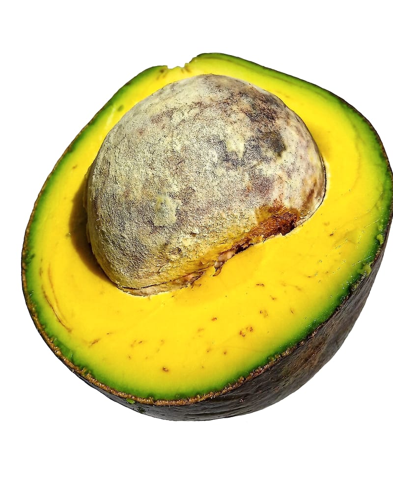 Avocado