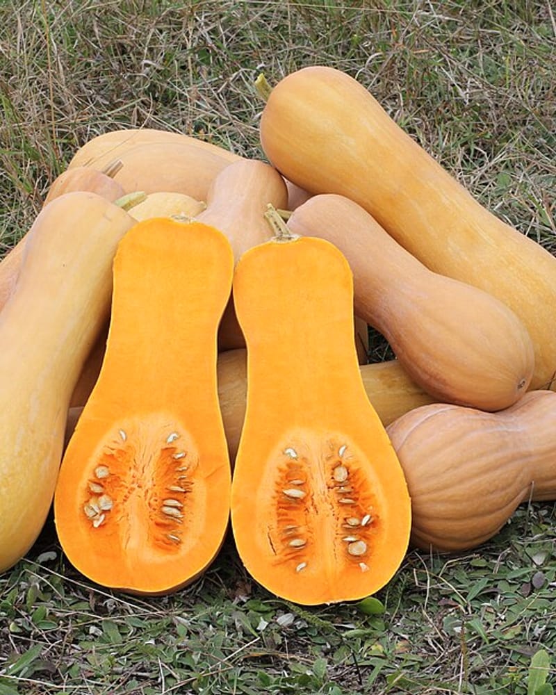 Butternut