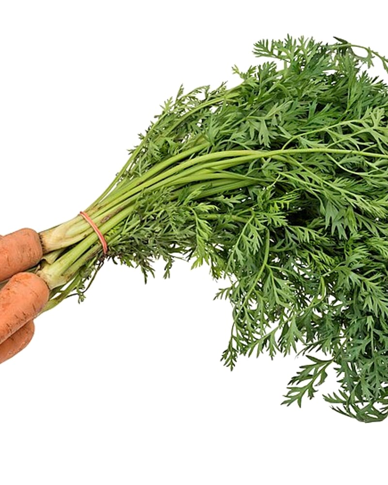 Fresh carrots