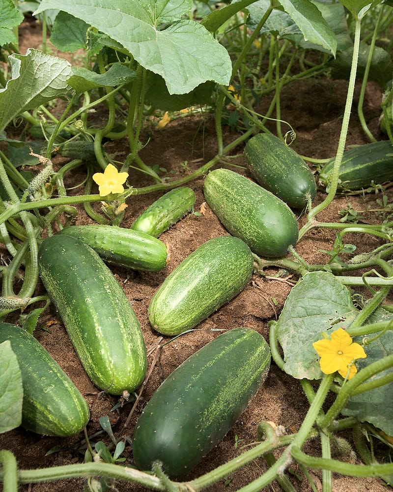 Cucumber