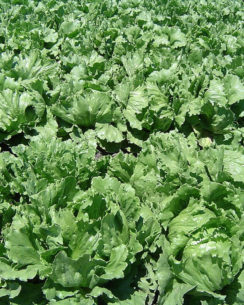 Lettuce